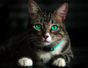The cat with green eyes